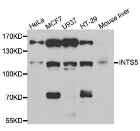 Anti-INTS5 Antibody from Bioworld Technology (BS8313) - Antibodies.com