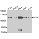 Anti-INTS6 Antibody from Bioworld Technology (BS8314) - Antibodies.com