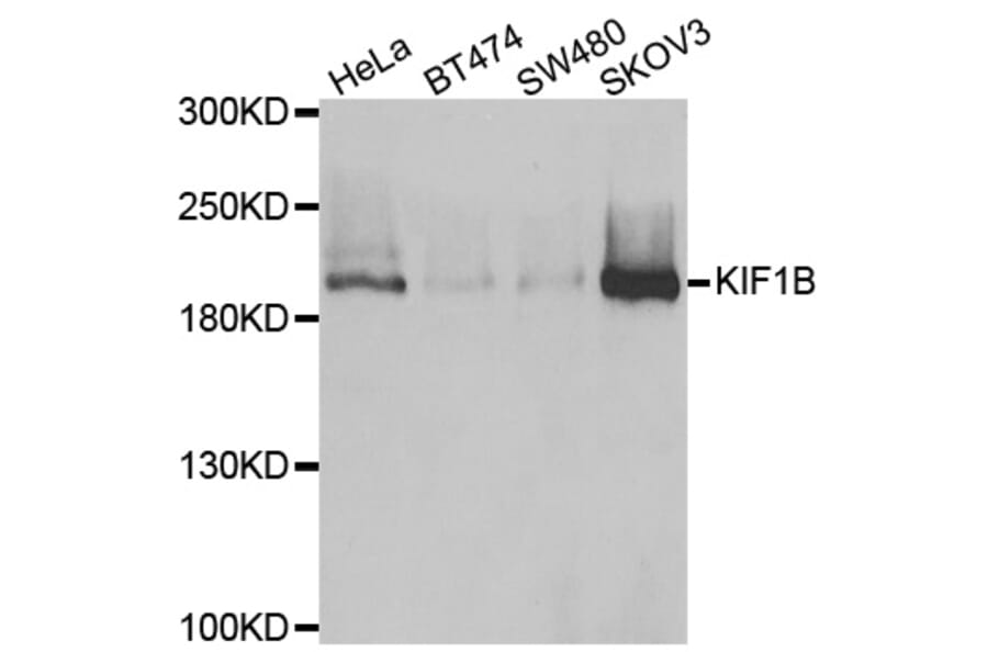 Anti-KIF1B Antibody from Bioworld Technology (BS8316) - Antibodies.com
