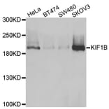 Anti-KIF1B Antibody from Bioworld Technology (BS8316) - Antibodies.com