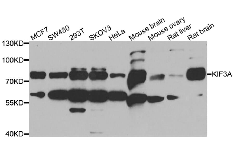 Anti-KIF3A Antibody from Bioworld Technology (BS8317) - Antibodies.com