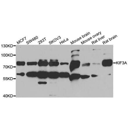 Anti-KIF3A Antibody from Bioworld Technology (BS8317) - Antibodies.com