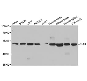 Anti-KLF4 Antibody from Bioworld Technology (BS8318) - Antibodies.com