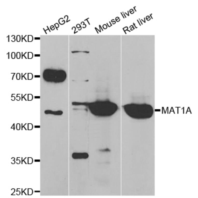 Anti-MAT1A Antibody from Bioworld Technology (BS8325) - Antibodies.com
