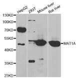 Anti-MAT1A Antibody from Bioworld Technology (BS8325) - Antibodies.com