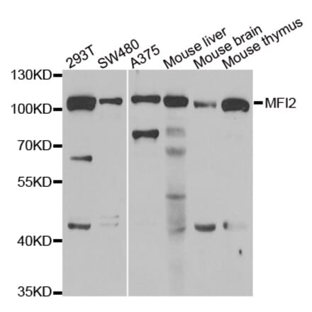 Anti-MFI2 Antibody from Bioworld Technology (BS8328) - Antibodies.com