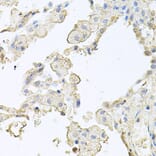 Anti-MMRN1 Antibody from Bioworld Technology (BS8331) - Antibodies.com