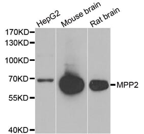 Anti-MPP2 Antibody from Bioworld Technology (BS8332) - Antibodies.com