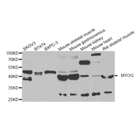 Anti-MYOG Antibody from Bioworld Technology (BS8337) - Antibodies.com