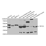 Anti-MYOG Antibody from Bioworld Technology (BS8337) - Antibodies.com