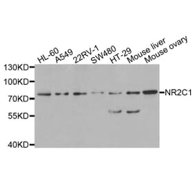 Anti-NR2C1 Antibody from Bioworld Technology (BS8345) - Antibodies.com
