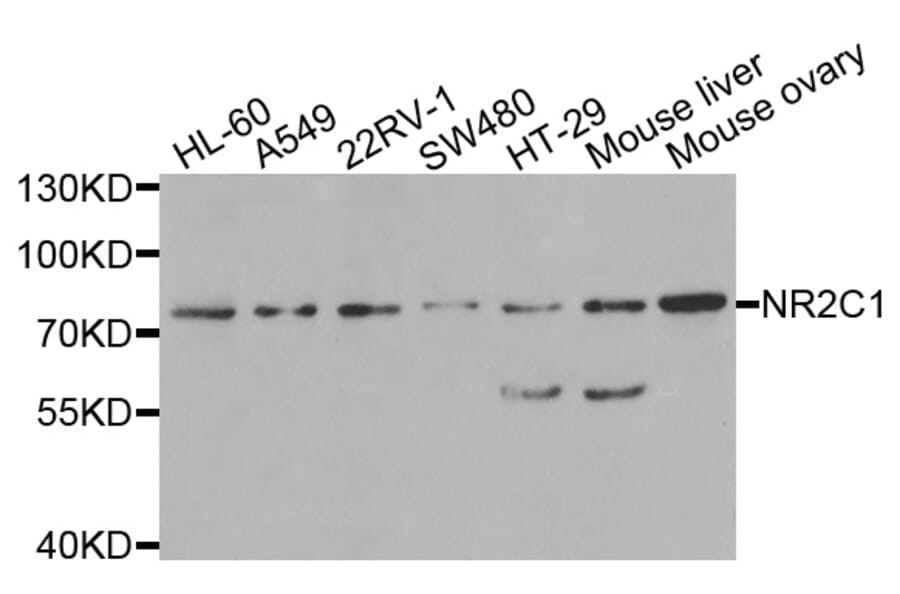 Anti-NR2C1 Antibody from Bioworld Technology (BS8345) - Antibodies.com