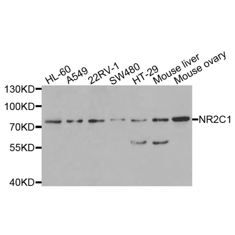 Anti-NR2C1 Antibody from Bioworld Technology (BS8345) - Antibodies.com