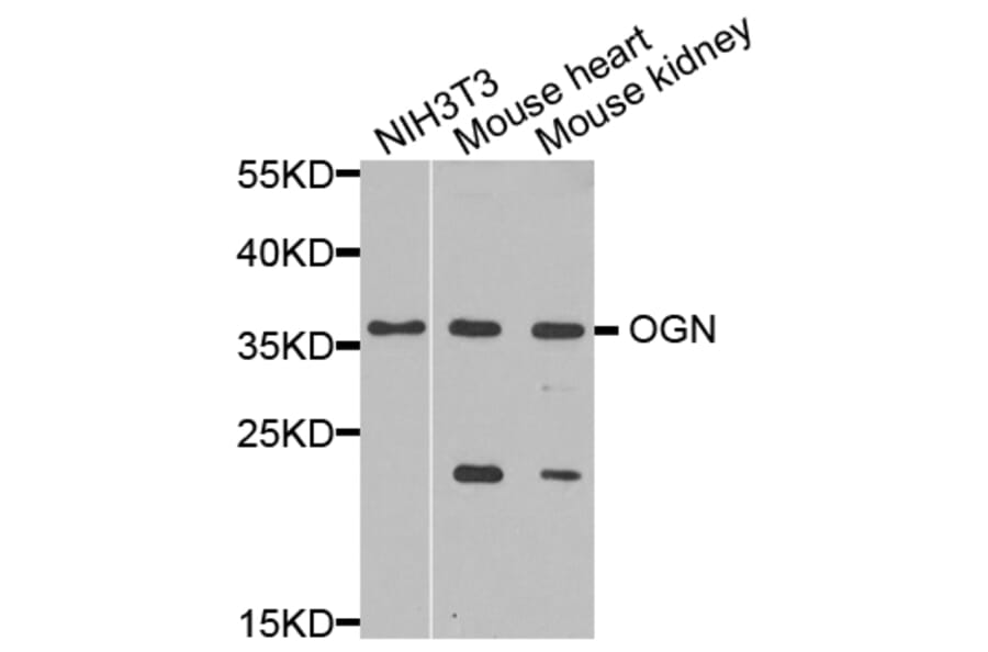 Anti-OGN Antibody from Bioworld Technology (BS8348) - Antibodies.com