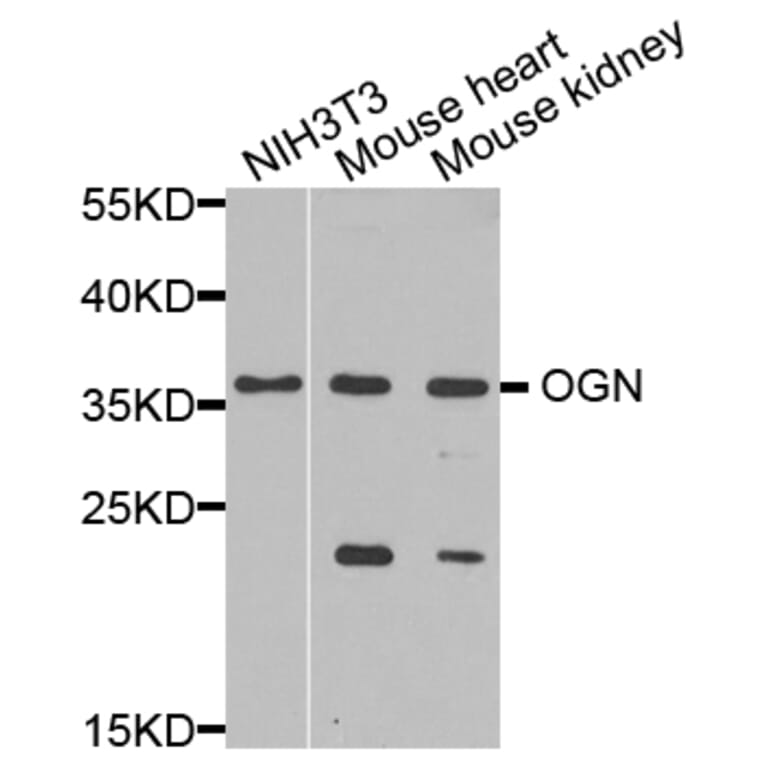 Anti-OGN Antibody from Bioworld Technology (BS8348) - Antibodies.com