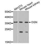 Anti-OGN Antibody from Bioworld Technology (BS8348) - Antibodies.com