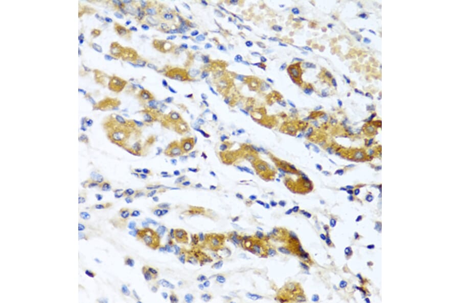 Anti-OGN Antibody from Bioworld Technology (BS8348) - Antibodies.com