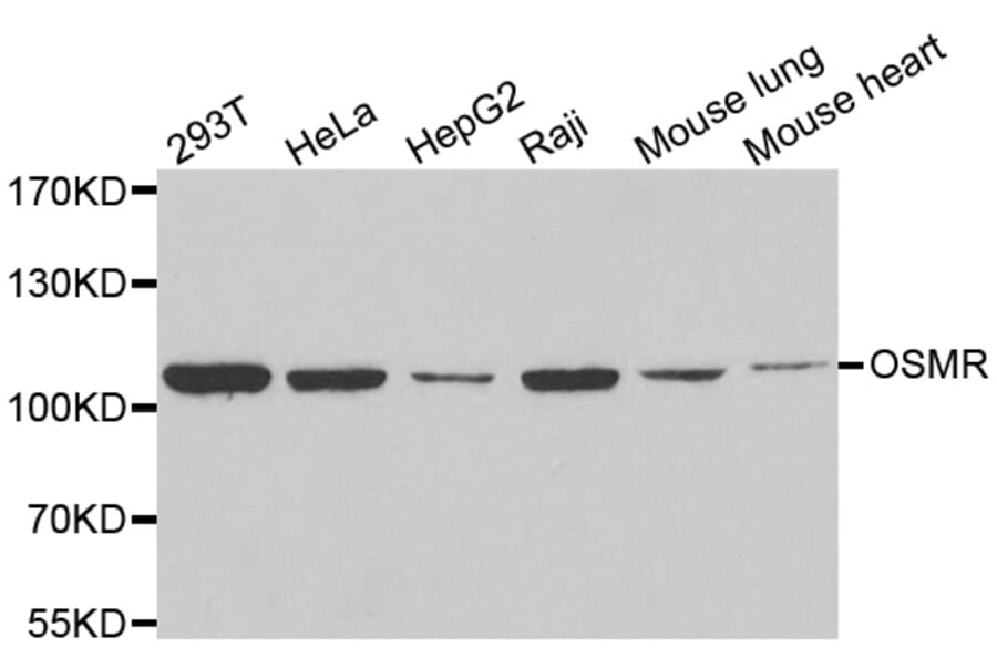 Anti-OSMR Antibody from Bioworld Technology (BS8350) - Antibodies.com