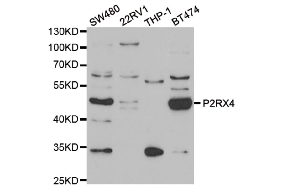 Anti-P2RX4 Antibody from Bioworld Technology (BS8351) - Antibodies.com