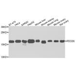 Anti-PDCD6 Antibody from Bioworld Technology (BS8354) - Antibodies.com