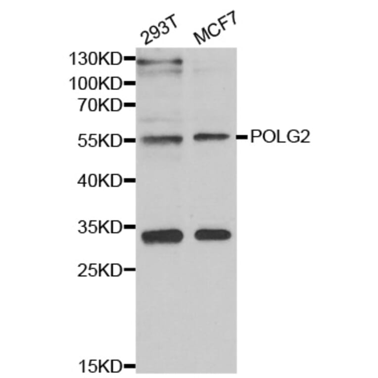 Anti-POLG2 Antibody from Bioworld Technology (BS8363) - Antibodies.com