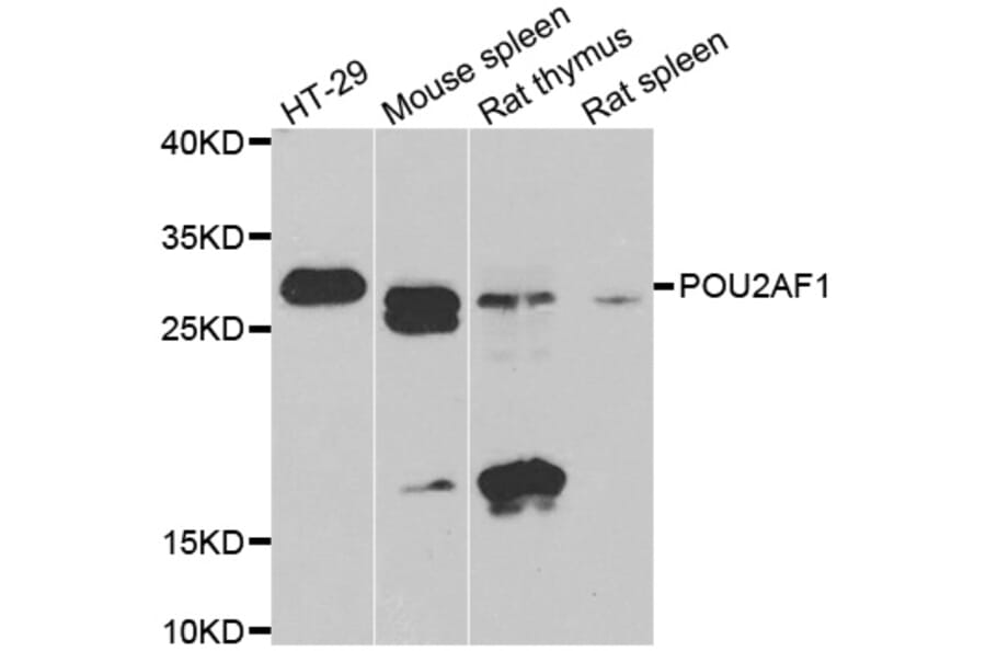 Anti-POU2AF1 Antibody from Bioworld Technology (BS8364) - Antibodies.com