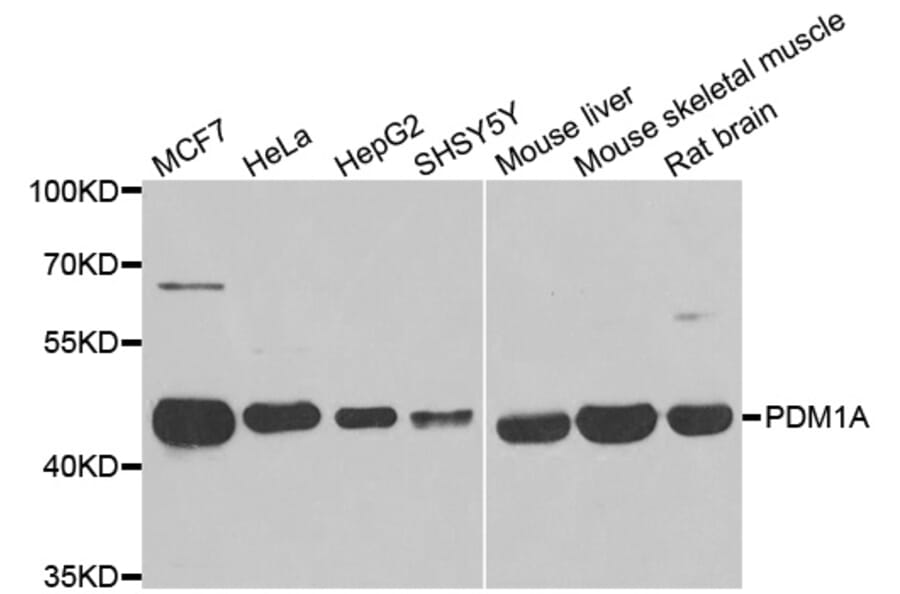 Anti-PPM1A Antibody from Bioworld Technology (BS8366) - Antibodies.com
