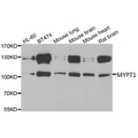 Anti-MYPT1 Antibody from Bioworld Technology (BS8367) - Antibodies.com