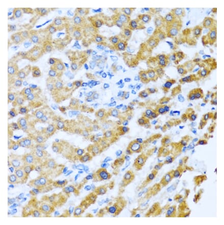 Anti-PROK2 Antibody from Bioworld Technology (BS8369) - Antibodies.com