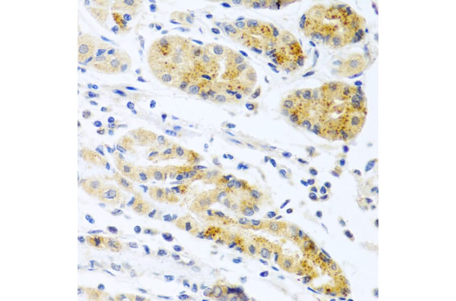 Anti-PROK2 Antibody from Bioworld Technology (BS8369) - Antibodies.com