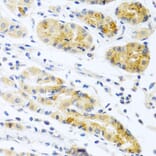 Anti-PROK2 Antibody from Bioworld Technology (BS8369) - Antibodies.com