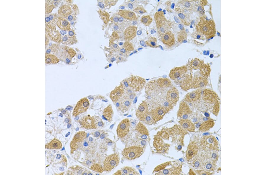 Anti-PROK2 Antibody from Bioworld Technology (BS8369) - Antibodies.com