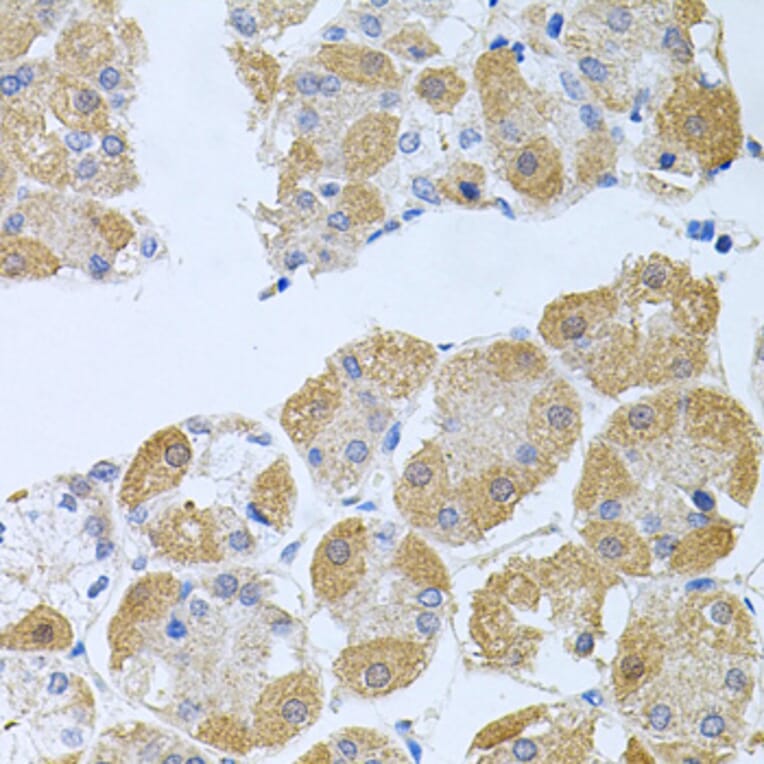 Anti-PROK2 Antibody from Bioworld Technology (BS8369) - Antibodies.com