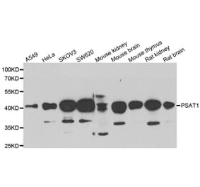 Anti-PSAT1 Antibody from Bioworld Technology (BS8371) - Antibodies.com