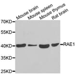 Anti-RAE1 Antibody from Bioworld Technology (BS8377) - Antibodies.com
