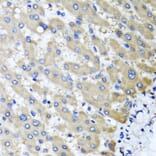 Anti-RBP2 Antibody from Bioworld Technology (BS8380) - Antibodies.com