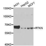Anti-RTKN Antibody from Bioworld Technology (BS8392) - Antibodies.com