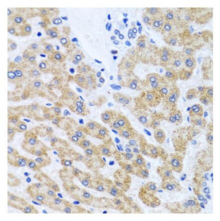 Anti-SCO1 Antibody from Bioworld Technology (BS8394) - Antibodies.com