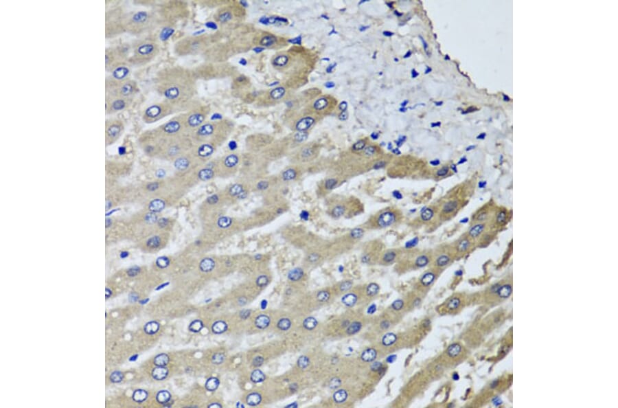 Anti-SCYL1 Antibody from Bioworld Technology (BS8395) - Antibodies.com