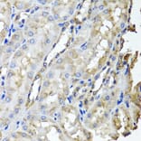 Anti-SCYL1 Antibody from Bioworld Technology (BS8395) - Antibodies.com