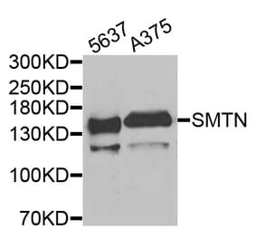 Anti-SMTN Antibody from Bioworld Technology (BS8404) - Antibodies.com
