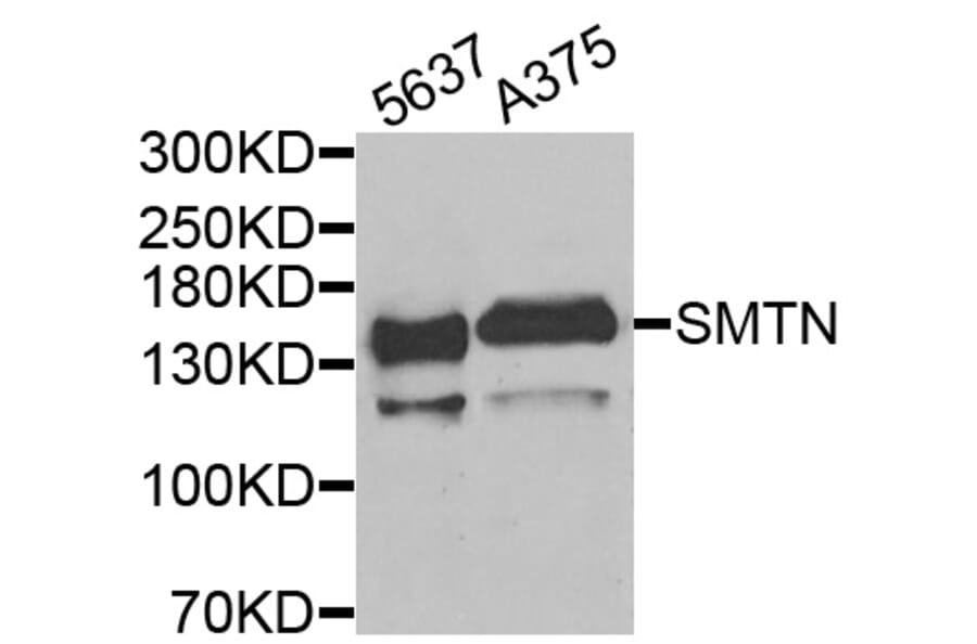 Anti-SMTN Antibody from Bioworld Technology (BS8404) - Antibodies.com