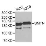 Anti-SMTN Antibody from Bioworld Technology (BS8404) - Antibodies.com