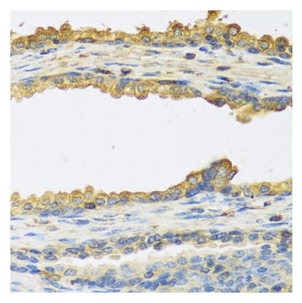 Anti-TSHB Antibody from Bioworld Technology (BS8434) - Antibodies.com
