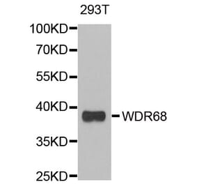 Anti-WDR68 Antibody from Bioworld Technology (BS8440) - Antibodies.com