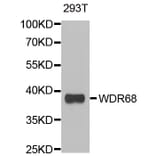 Anti-WDR68 Antibody from Bioworld Technology (BS8440) - Antibodies.com