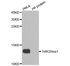 Anti-Histone H4 (Mono-Methyl K20) Antibody from Bioworld Technology (BS8449) - Antibodies.com