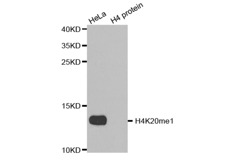Anti-Histone H4 (Mono-Methyl K20) Antibody from Bioworld Technology (BS8449) - Antibodies.com