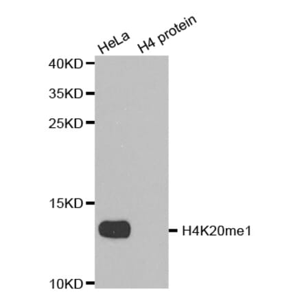 Anti-Histone H4 (Mono-Methyl K20) Antibody from Bioworld Technology (BS8449) - Antibodies.com