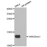 Anti-Histone H4 (Mono-Methyl K20) Antibody from Bioworld Technology (BS8449) - Antibodies.com